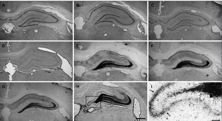 Fig 5. The hippocampal cytoarchitecture, visualized using Nissl staining (A to D) and the hippocampal mossy ibers, visualized by Neo-Timm tech- tech-nique (E to I), during the animals adult life