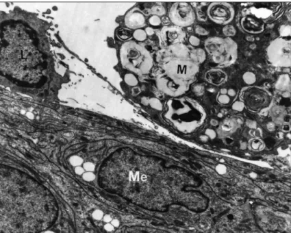 Fig 2. Redundant myelin loops (loops-arrows) formed by  Schwann cells. Lesion of 15 days - Group III.E
