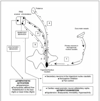 Fig 1. Interaction between migraine and autonomic symptoms: (Step 1)   primary nociceptive activation of the dura mater; (Step 2) activation  of the ventrolateral periaqueductal gray substance (PAG); (Step 3)  in-hibitory behavior of the ventrolateral PAG 