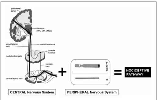 Fig 1. The nociceptive pathway: small fiber  and spinothalamic tracts up to cerebral  cor-tex (Modiied from Treede 4 , 2003.)