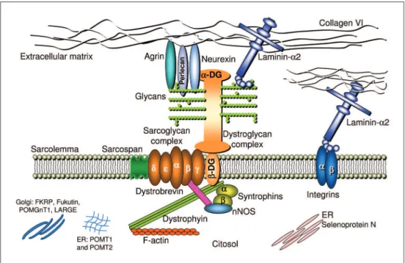 Fig 1. Schematic representation of the main proteins involved in congenital muscular dystrophies, their local- local-ization and interactions: laminin alpha-2, integrin alpha-7, collagen VI, alpha-dystroglycan, glycosyltransferases  POMT1, POMT2, POGnT1, f