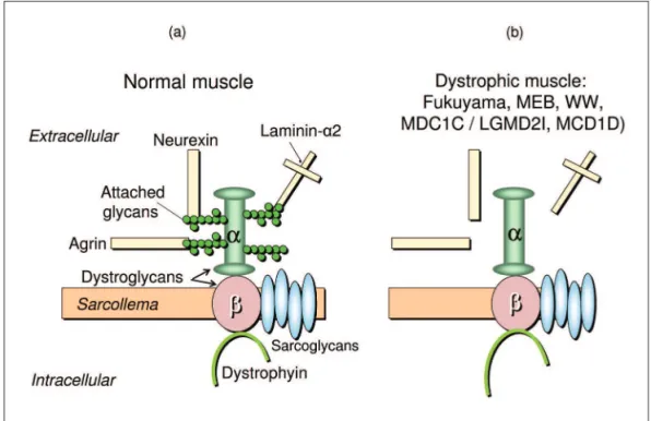 Fig 2. (A) Glycosylation of alpha-DG in normal muscle: glycans attached to alpha-DG link the dystrophin-gly- dystrophin-gly-coproteins complex to the extracellular matrix (agrin, neurexin, and laminin-alpha 2