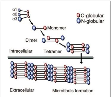 Fig 3. Partial reproduction of Fig 1 from Baldock et al. 114 : “a diagram  showing the assembly of collagen VI microibrils from the three   al-pha chains