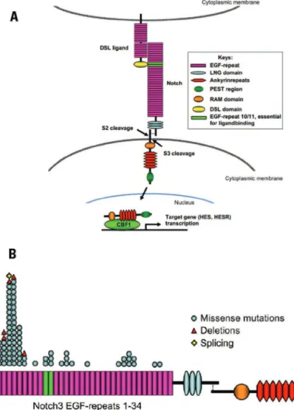 Fig 1. The classic NOTCH signaling pathway (a) and schematic  diagram of the Notch 3 mutations identiied in patients with  CADASIL (b) (compressed and adapted from Wang T et al