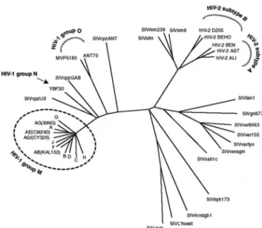 Fig 1. Phylogenetic tree of lentiviruses showing the HIV-1 groups  and subgroups and the distance between HIV-1 e HIV-2