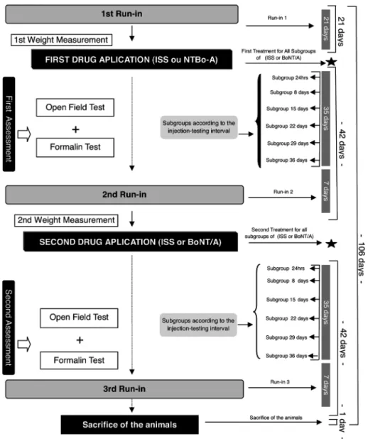 Fig 1. Timeline and steps of the study.