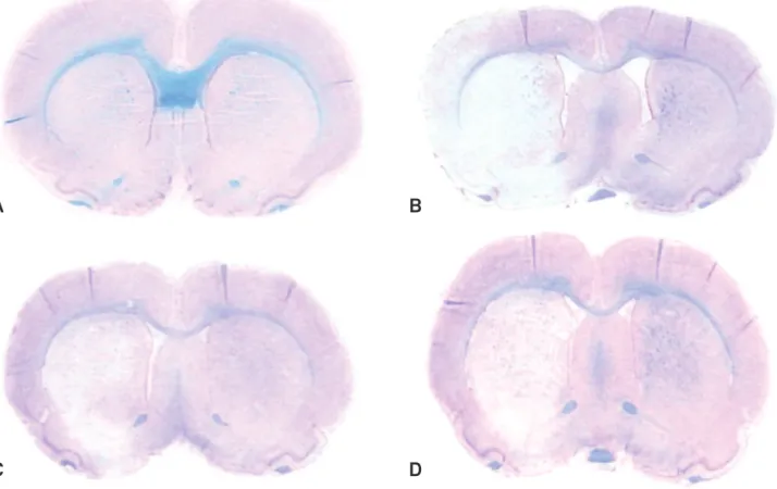 Table 1. Averages of blue areas (mm 2 ), of both hemispheres, and respective ratios for animals of all experimental groups.