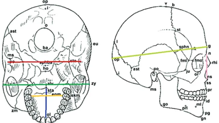 Figura 1. Medidas Lineares utilizadas de acordo com seus pontos craniométricos