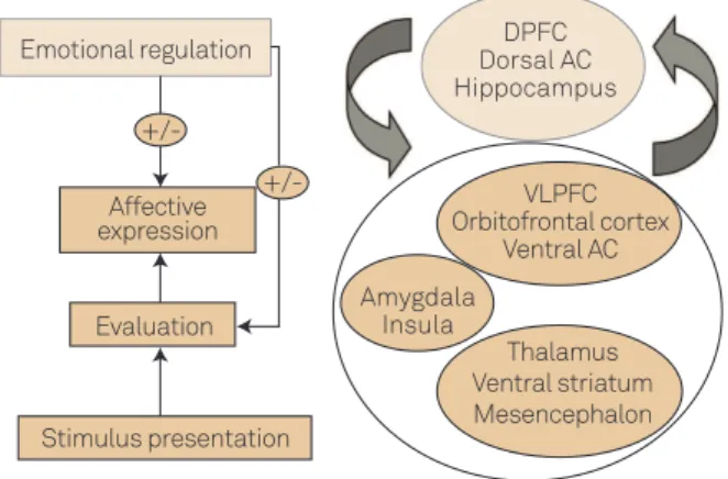 Fig 1. Neural pathways involved in emotional processing.