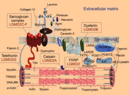 Figure 4. Molecular diagram of some proteins involved with limb girdle muscular dystrophies (LGMD)