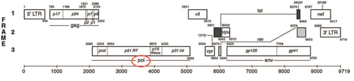 Figure 1. Schematic representation of HIV-1 genome, highlighting the pol gene region. Modified from Los Alamos 6 .