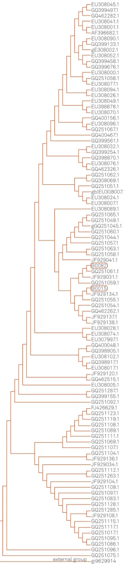 Figure 2. Phylogenetic tree resulted from nucleotide sequences analysis of HIV-1 pol gene from patient 1 (B0015) and 2 (B0082) and other HIV-1 sequences from genbank.