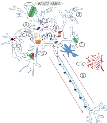 Figure 1. Schematic representation of the main pathophysiological  mechanisms involved in familial amyotrophic lateral sclerosis and  the genetic changes involved in each case 5,6,7,8 .