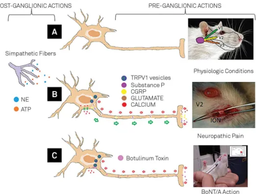 Figure 2. Mechanisms involved in the genesis of neuropathic pain.