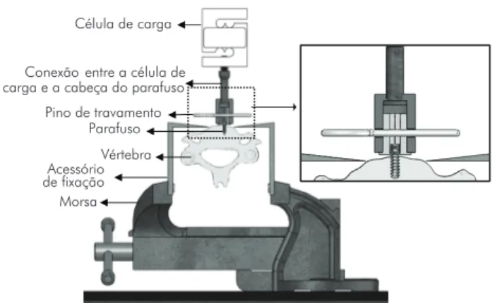 TABELA 1 -  Valores médios e desvio padrão  do torque médio máximo dos parafusos  implantados nos corpos-de-prova