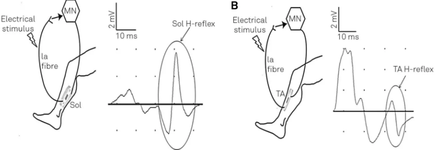 Figure 1. Wiring diagram of pathways of soleus (A) and TA (B) H-reflexes. MN: motoneuron