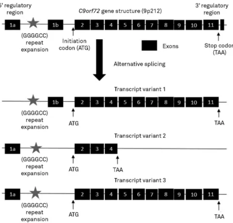 Figure 3. Pathophysiological mechanisms involved with abnormal RNA processing in C9orf72-related disorders