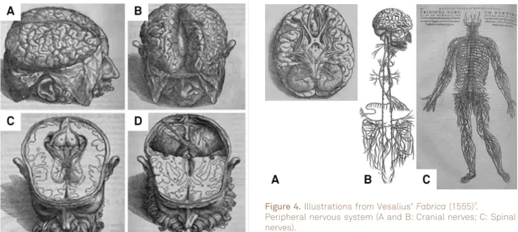 Figure 4. Illustrations from Vesalius’ Fabrica (1555) 7 .