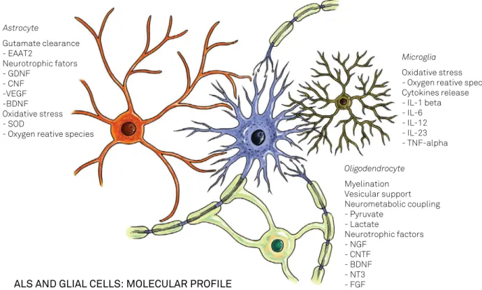 Figure 1. The ALS molecular proile. Glial cells interact with neurons in many different ways to maintain neural tissue health,  for which a peculiar cytoarchitecture is required, as shown