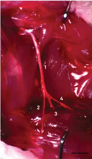 Figure 1. Wistar rat sciatic nerve and its branches. 1, sciatic  nerve; 2, common ibular nerve; 3, tibial nerve; 4, sural nerve