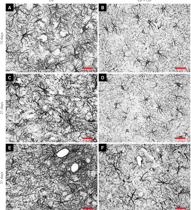 Figure 2. Peripheral glial fibrillary acidic protein (GFAP) by immunohistochemistry in the ventral surface of the pons at 15 days  (a, b), 21 days (c, d) and 31 days (e, f) in ethidium bromide (EB)-induced lesions from untreated (a, c, e) and curcumin (Cur