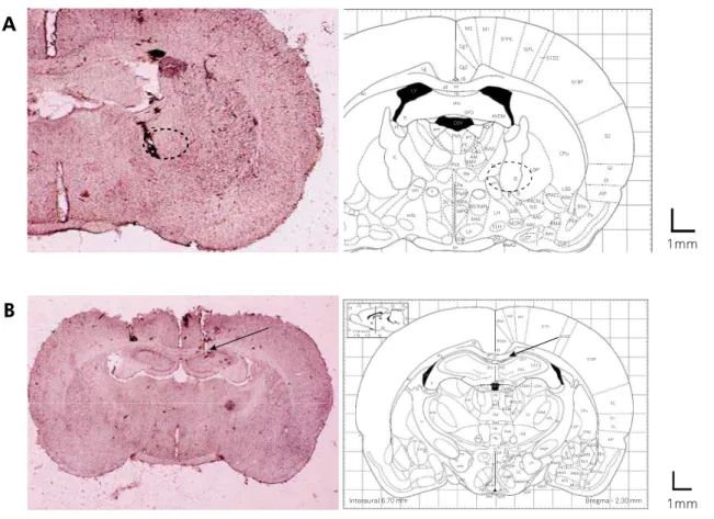 Figure 4. (A) Schematic representation of a rat brain coronal section from Paxinos and Watson and needle track in the nucleus  basalis magnocellularis of the rat brain