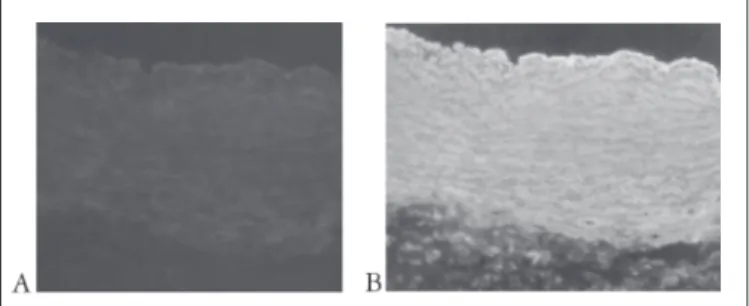 FIGURE  1.  A  -  Negative  IgA-EmA  in  cryostatic  section  of  human  umbilical chord (400X)
