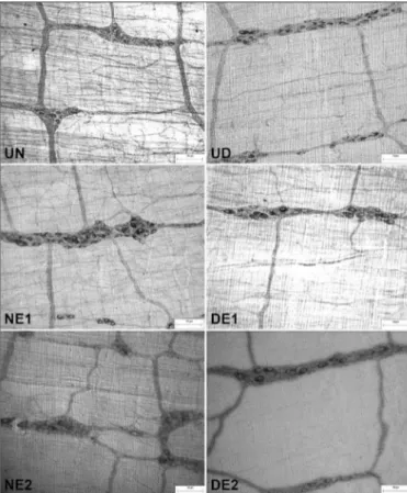 FIGURE 3.  Micrographs of nNOS- immunoreactive myenteric neurons  of the intermediate region of the jejunum in rats in the following groups: 