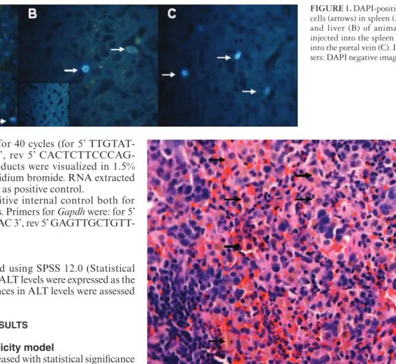 TABLE 1. Median and range of ALT levels in rats submitted to APAP- APAP-induced hepatotoxicity
