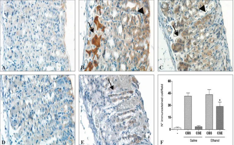 Figure 1 show that ethanol administration increased  the CSE immunoexpression exclusively in the parietal cell  and all gastric mucosal cells express CBS