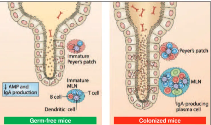 FIGURE 1. Immune system development after bacterial colonization in  germ-free experimentation animals