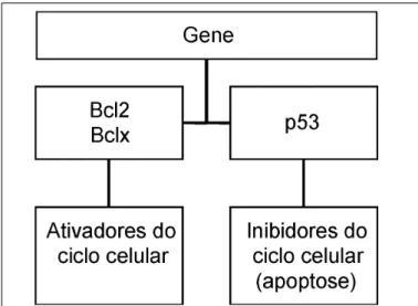 Gráfico 2 - Genes controladores do acido do ciclo celular