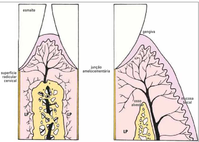 FIGURA 2 - No movimento ortodôntico, a fonte sanguínea do ligamento periodontal pode ser reduzida ou eliminada sem comprometer o suprimento gen- gen-gival, especialmente na região da inserção conjuntiva