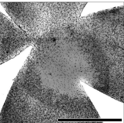 Figure 4 - PMN distribution in the MMC treated cornea at 24 hours after epithelial scrape