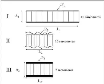 Figure 3 - Mathematical reasoning that leads to E 2  = FL/α α α α αA, which means that the increase of the deformation force or the original length, or the reduction of the cross section leads to the square of the