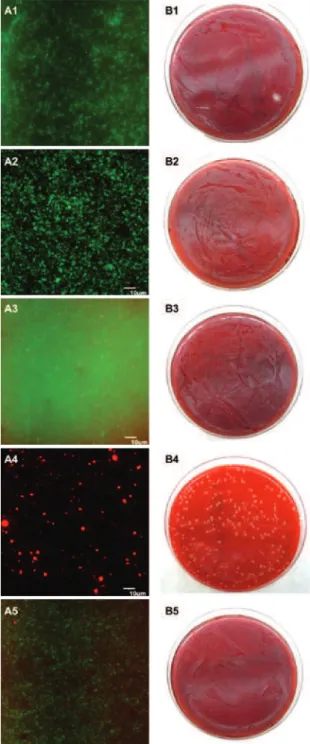 Figure 2. A) Fluorescence pictures of  S. aureus  stained by LIVE/DEAD® BacLight Bacterial  Viability