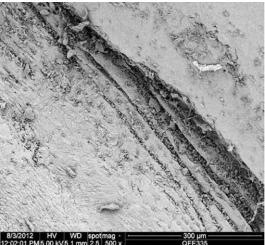 Figure 3. Scanning electron microscopy of nude stromal/Descemet’s membrane interface  after Descemet’s stripping (500x magniication).