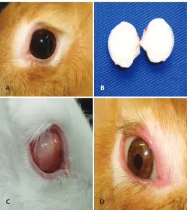 Figure 1. A) Left eye (control). B) Macroscopic appearance of the implanted eyeball  showing compact substance, whitish, solid, and surrounded by an elastic sclera with  normal color and consistency