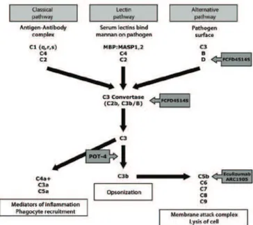 Figure 1. The three pathways of complement system activation (classical, lectin, and  alternative pathways)