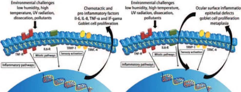 Figure 3. Illustrative steps of pathophysiological mechanisms in the acute phase of EDED at the cellular level