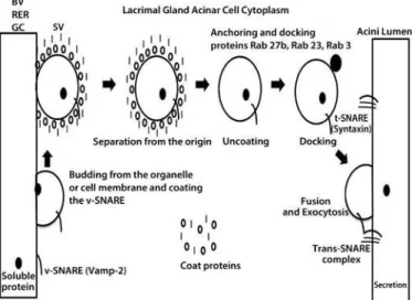 Figure 1. Schematic igure of the protein traicking in the acinar cell cytoplasm of the  lacrimal gland (ACLG) that showed the role of the following SNARE proteins (SNAP  (So-luble NSF, N-ethylmaleimide sensitive fusion proteins, Attachment Protein Receptor