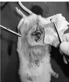 Figure 1. Procedure of oophorectomy to induce menopause in a rat  model under general anesthesia.