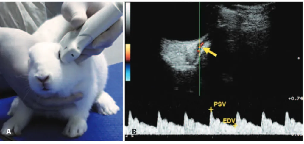 Table 2. Results of retrobulbar blood low velocity (cm/s) and resistive index pre- and post-treatment with prostaglandin analog eye drops as mea- mea-sured with color Doppler imaging in the ophthalmic artery of New Zealand white rabbits 