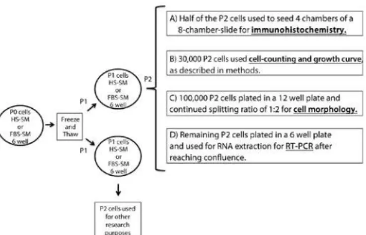 Figure 1. Flow chart of HCEC passaging and cell use. 