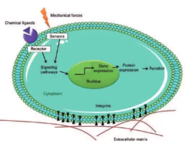 Figure 3. Schematic illustration showing how biophysical cues can stimulate cells  through the activation of mechanosensors and integrins