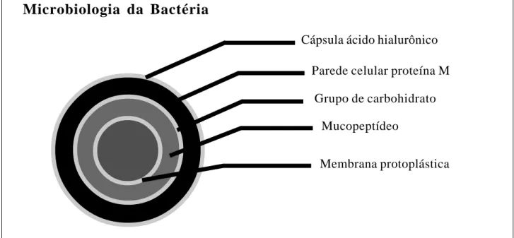 Fig. 1 - Parede celular do streptococcus - corte transversal