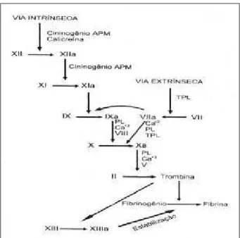 Fig. 1 - Cascata da coagulação - vias intrínseca e extrínseca. TPL- tromboplastina tecidual; APM- alto peso molecular; PL- fosfolipídeos.