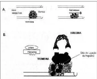 Fig. 2 - Sítios de ligação da trombina para a hirudina. Adaptado de Cannon e Braunwald  1 .