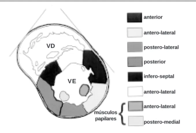 Fig. 1 - Schematic drawing of the division into segments of the parasternal short axis plane of the LV at the level of the papillary muscles