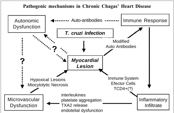 Fig. 1 – Pathogenetic mechanisms in Chagas’ heart disease.